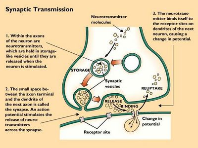 The Action of Vesicles in Human Biology